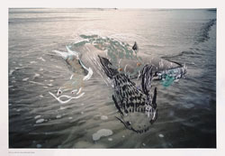 Maurer, Stach: Fische. 2016