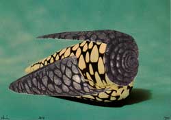 Maurer / Stach: Kriegsrembrandt. 2018