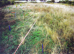 FELD: Kultur Start Platz Feld. 1994